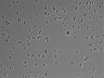 479-Ikebe-MorphResDL/AMK_20220511_P_0011 thumbnail