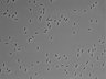 479-Ikebe-MorphResDL/AMK_20220511_P_0012 thumbnail
