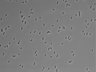 479-Ikebe-MorphResDL/AMK_20220511_P_0013 thumbnail