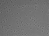 479-Ikebe-MorphResDL/AMK_20220511_P_0014 thumbnail