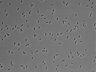 479-Ikebe-MorphResDL/AMK_20220511_P_0015 thumbnail