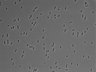 479-Ikebe-MorphResDL/AMK_20220511_P_0016 thumbnail