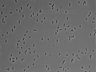 479-Ikebe-MorphResDL/AMK_20220511_P_0017 thumbnail