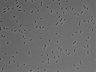 479-Ikebe-MorphResDL/AMK_20220511_P_0018 thumbnail