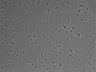 479-Ikebe-MorphResDL/AMK_20220511_P_0019 thumbnail