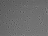 479-Ikebe-MorphResDL/AMK_20220511_P_0020 thumbnail