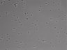 479-Ikebe-MorphResDL/AMK_20220724_AMK1_0001 thumbnail