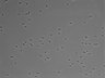 479-Ikebe-MorphResDL/AMK_20220724_AMK1_0002 thumbnail
