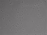 479-Ikebe-MorphResDL/AMK_20220724_AMK1_0003 thumbnail