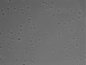 479-Ikebe-MorphResDL/AMK_20220724_AMK1_0004 thumbnail