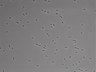 479-Ikebe-MorphResDL/AMK_20220724_AMK1_0005 thumbnail
