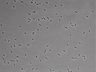 479-Ikebe-MorphResDL/AMK_20220724_AMK1_0007 thumbnail