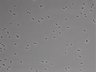 479-Ikebe-MorphResDL/AMK_20220724_AMK1_0008 thumbnail