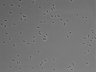 479-Ikebe-MorphResDL/AMK_20220724_AMK1_0009 thumbnail