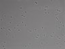 479-Ikebe-MorphResDL/AMK_20220724_AMK1_0010 thumbnail