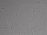 479-Ikebe-MorphResDL/AMK_20220724_AMK1_0011 thumbnail