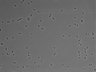 479-Ikebe-MorphResDL/AMK_20220724_AMK1_0012 thumbnail