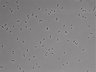 479-Ikebe-MorphResDL/AMK_20220724_AMK1_0013 thumbnail