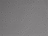 479-Ikebe-MorphResDL/AMK_20220724_AMK1_0014 thumbnail