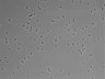 479-Ikebe-MorphResDL/AMK_20220724_AMK1_0015 thumbnail