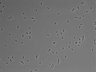 479-Ikebe-MorphResDL/AMK_20220724_AMK1_0016 thumbnail