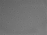 479-Ikebe-MorphResDL/AMK_20220724_AMK1_0017 thumbnail
