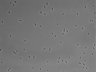 479-Ikebe-MorphResDL/AMK_20220724_AMK1_0018 thumbnail