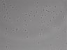 479-Ikebe-MorphResDL/AMK_20220724_AMK1_0020 thumbnail