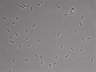 479-Ikebe-MorphResDL/AMK_20220724_AMK2_0001 thumbnail