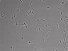 479-Ikebe-MorphResDL/AMK_20220724_AMK2_0002 thumbnail
