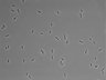 479-Ikebe-MorphResDL/AMK_20220724_AMK2_0003 thumbnail