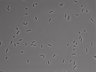 479-Ikebe-MorphResDL/AMK_20220724_AMK2_0004 thumbnail
