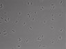 479-Ikebe-MorphResDL/AMK_20220724_AMK2_0005 thumbnail