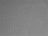 479-Ikebe-MorphResDL/AMK_20220724_AMK2_0006 thumbnail