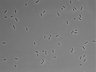 479-Ikebe-MorphResDL/AMK_20220724_AMK2_0007 thumbnail