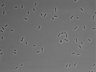 479-Ikebe-MorphResDL/AMK_20220724_AMK2_0008 thumbnail
