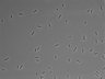 479-Ikebe-MorphResDL/AMK_20220724_AMK2_0009 thumbnail