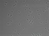 479-Ikebe-MorphResDL/AMK_20220724_AMK2_0010 thumbnail