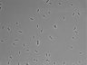 479-Ikebe-MorphResDL/AMK_20220724_AMK2_0011 thumbnail