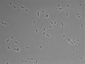 479-Ikebe-MorphResDL/AMK_20220724_AMK2_0012 thumbnail