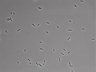 479-Ikebe-MorphResDL/AMK_20220724_AMK2_0013 thumbnail
