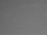 479-Ikebe-MorphResDL/AMK_20220724_AMK2_0014 thumbnail