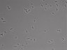 479-Ikebe-MorphResDL/AMK_20220724_AMK2_0015 thumbnail