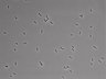 479-Ikebe-MorphResDL/AMK_20220724_AMK2_0016 thumbnail