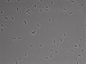 479-Ikebe-MorphResDL/AMK_20220724_AMK2_0017 thumbnail