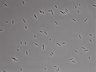 479-Ikebe-MorphResDL/AMK_20220724_AMK2_0018 thumbnail