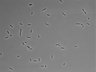 479-Ikebe-MorphResDL/AMK_20220724_AMK2_0019 thumbnail