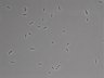 479-Ikebe-MorphResDL/AMK_20220724_AMK2_0020 thumbnail