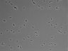 479-Ikebe-MorphResDL/AMK_20220724_AMK3_0001 thumbnail