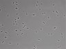479-Ikebe-MorphResDL/AMK_20220724_AMK3_0002 thumbnail